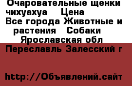 Очаровательные щенки чихуахуа  › Цена ­ 25 000 - Все города Животные и растения » Собаки   . Ярославская обл.,Переславль-Залесский г.